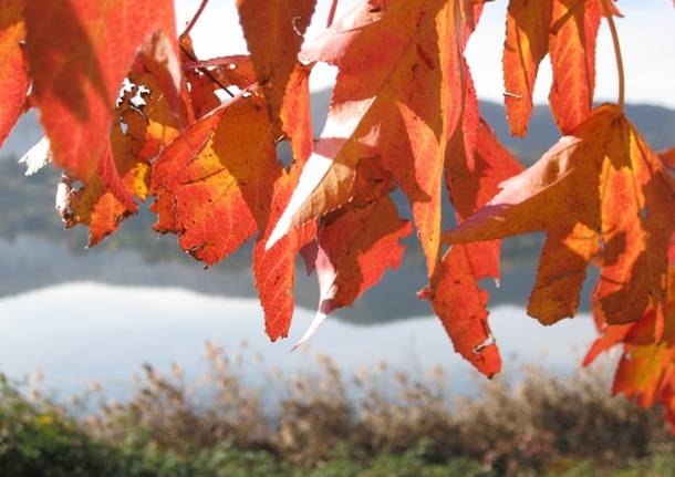 Autunno sul lago di Comabbio