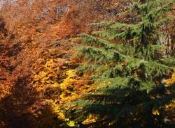 I fantastici colori dell\'autunno....