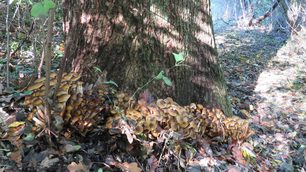 Funghi Chiodini di Novembre 2015  (sotto Quercia)