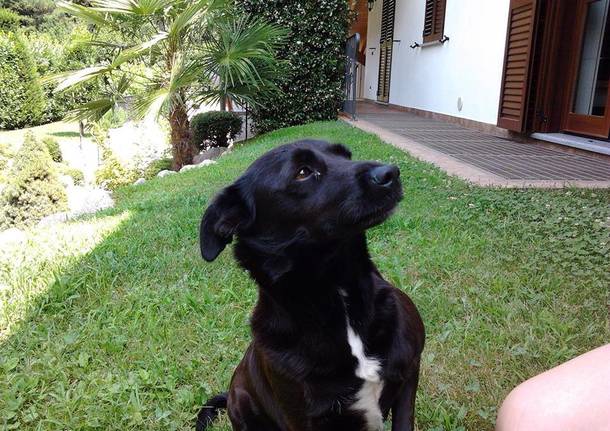 Cerchiamo Moffy