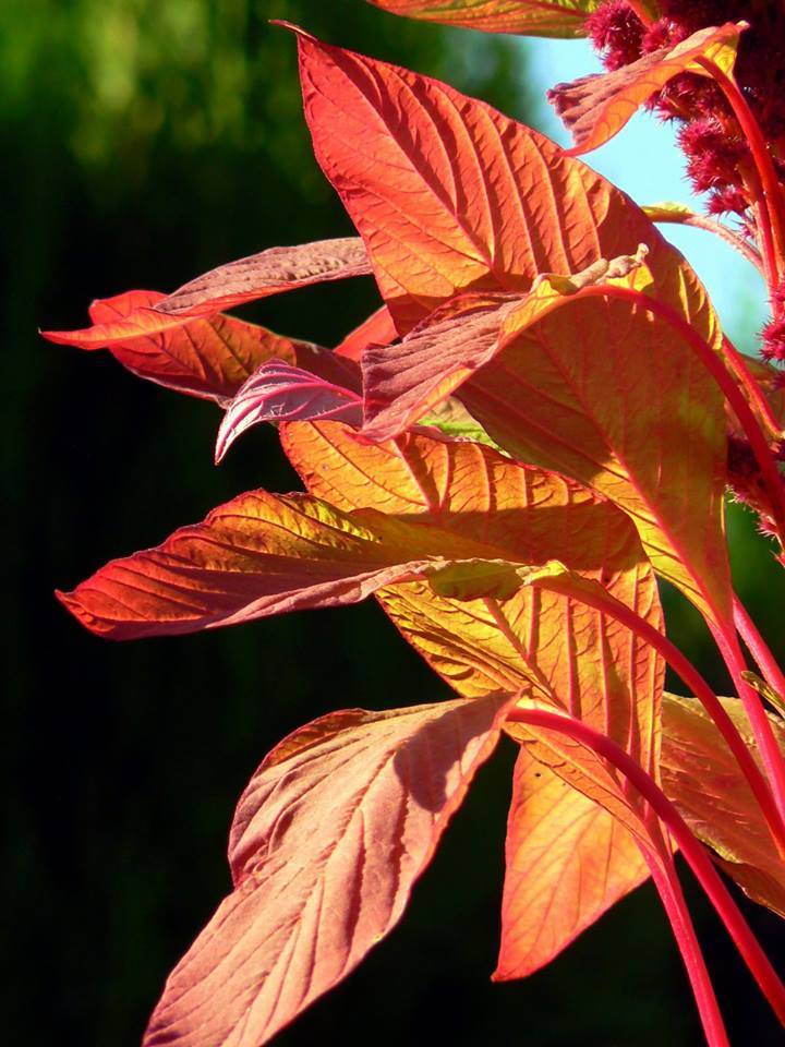 Colori d'autunno