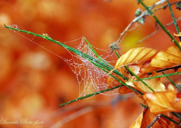 Foto del giorno Novembre 2015