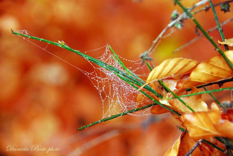Foto del giorno Novembre 2015