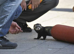 Furetti in festa a Cairate