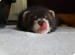 Furetti in festa a Cairate