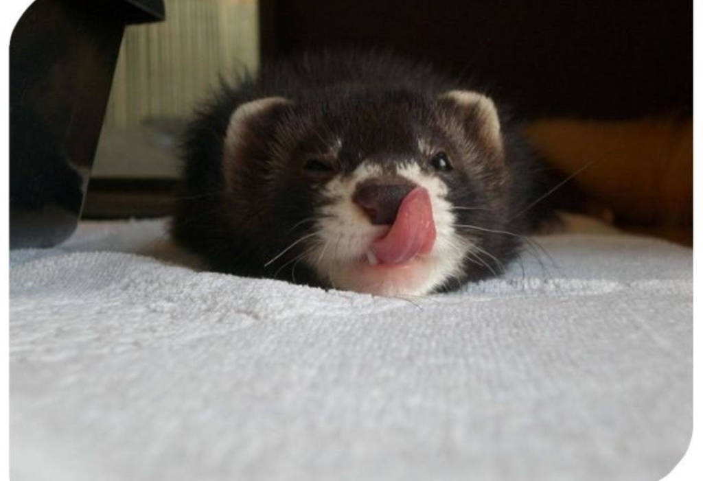 Furetti in festa a Cairate