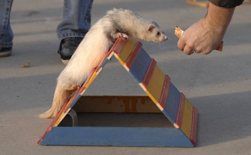 furetto cairate