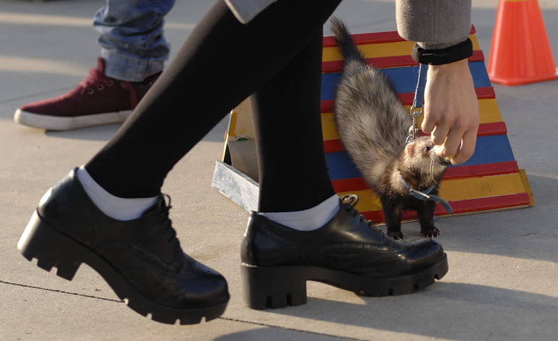 furetto cairate