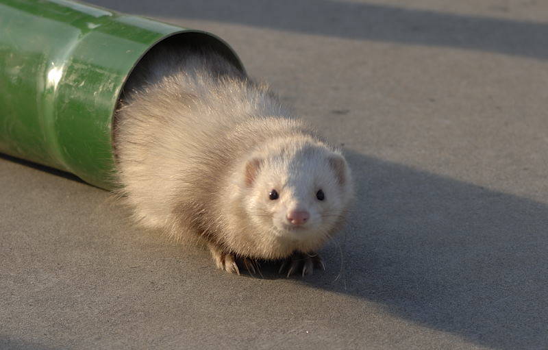 furetto cairate