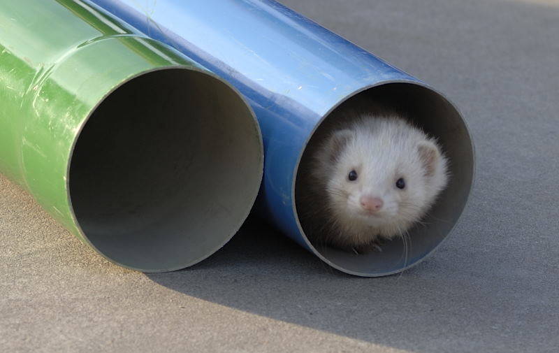 furetto cairate