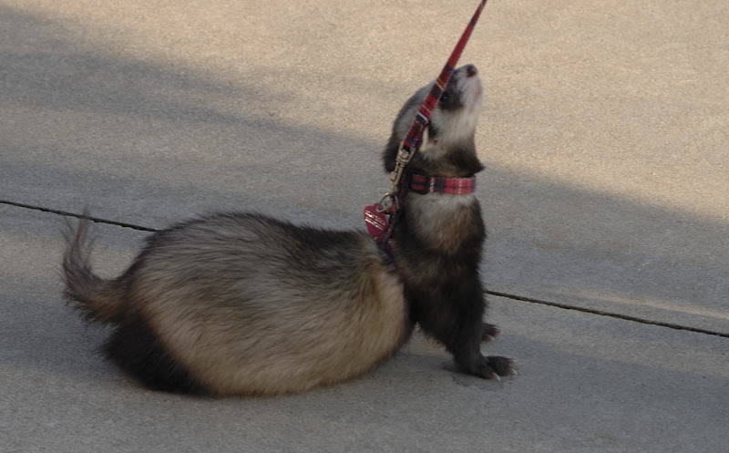 furetto cairate
