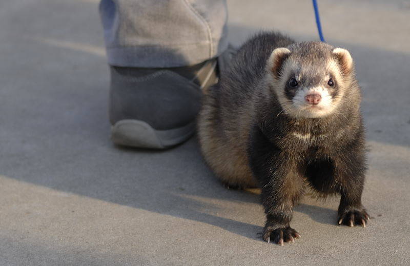 furetto cairate