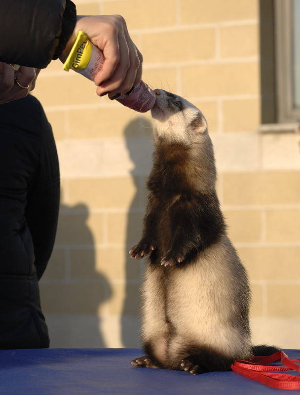furetto cairate