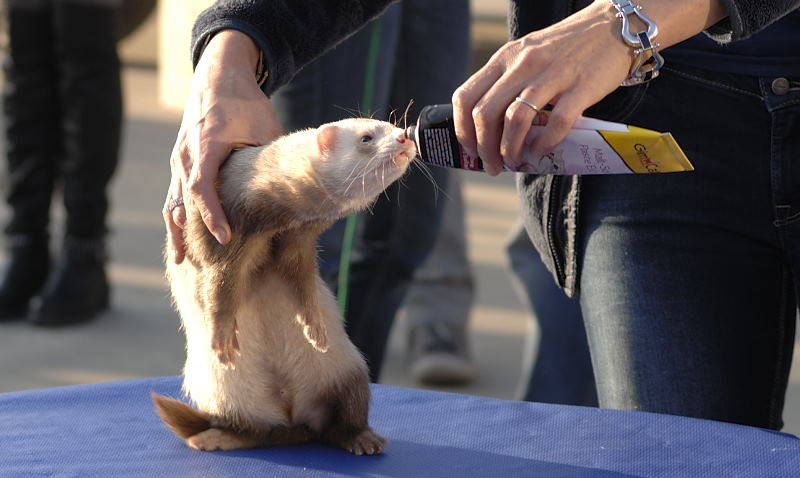 furetto cairate