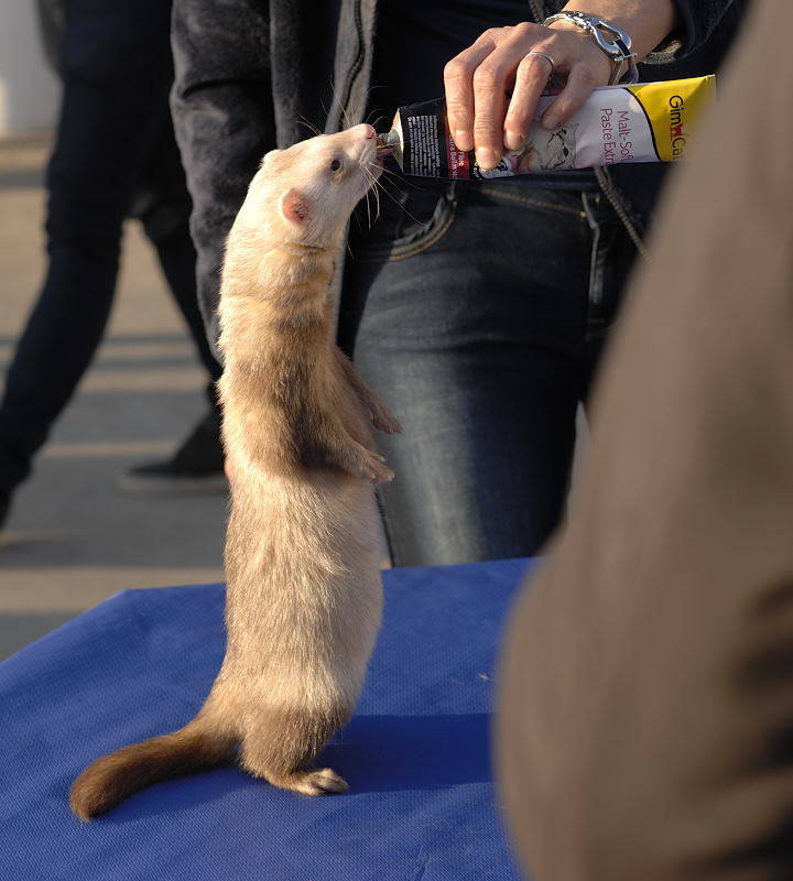 furetto cairate