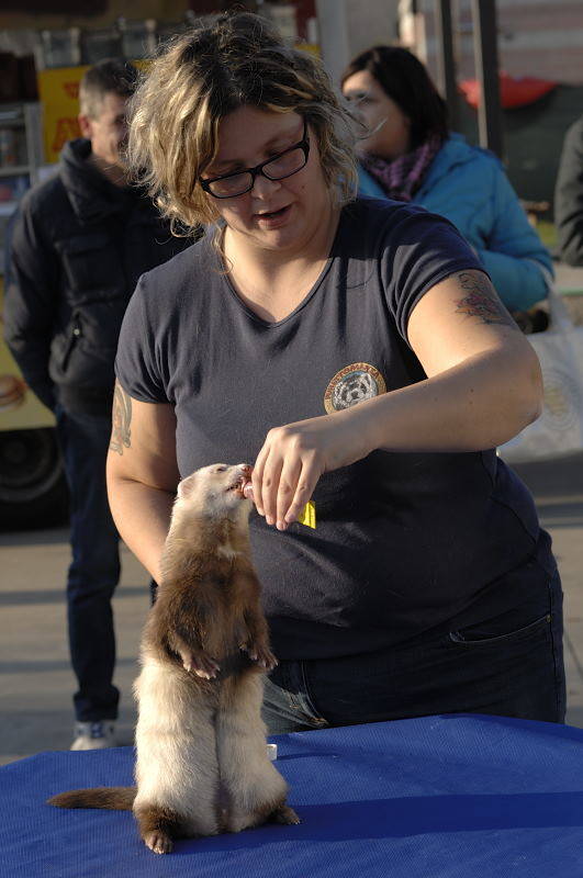 furetto cairate