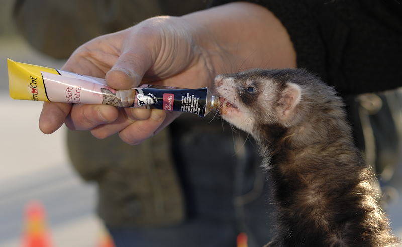 furetto cairate