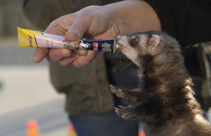 furetto cairate