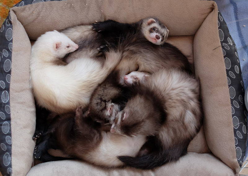 furetto cairate