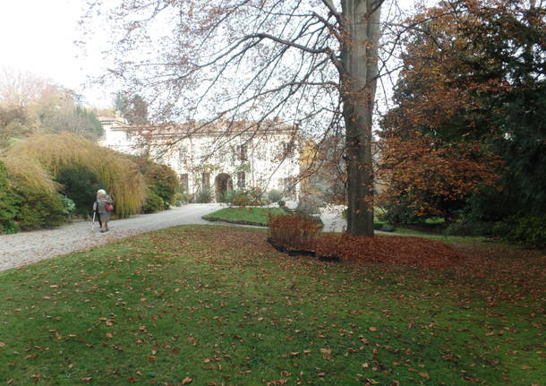 L’albero dei tulipani
