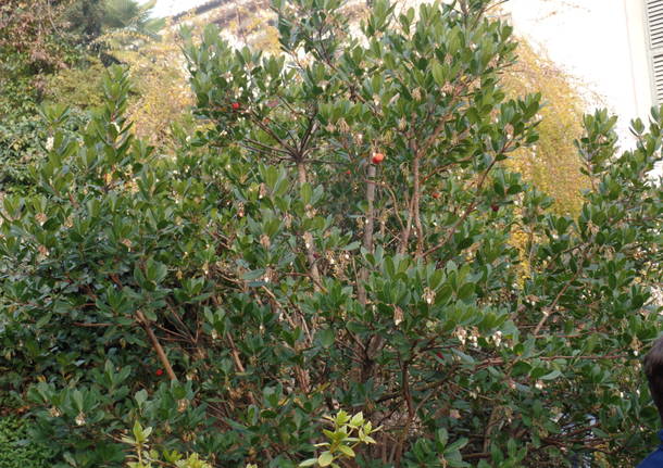 L’albero dei tulipani