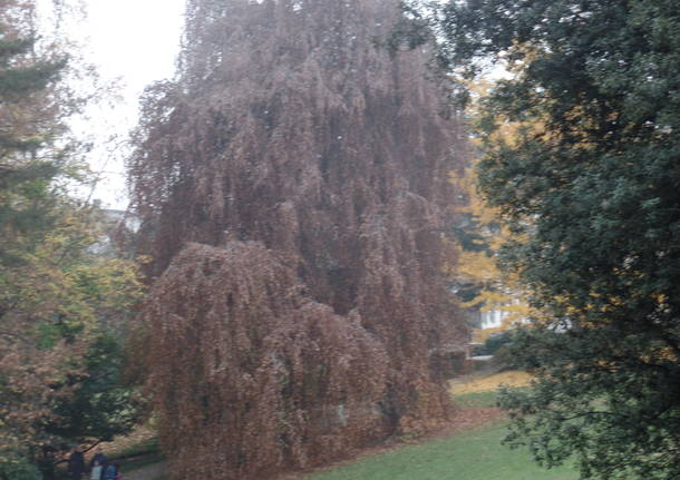 L’albero dei tulipani