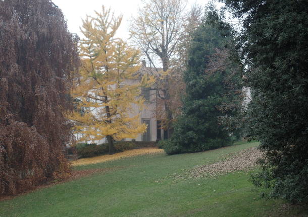 L’albero dei tulipani