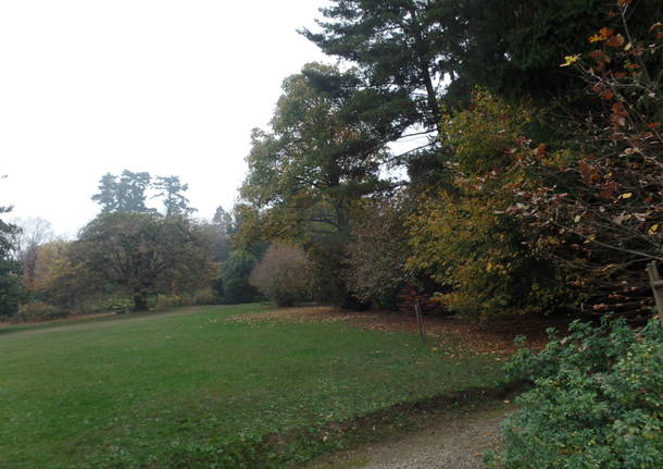 L’albero dei tulipani