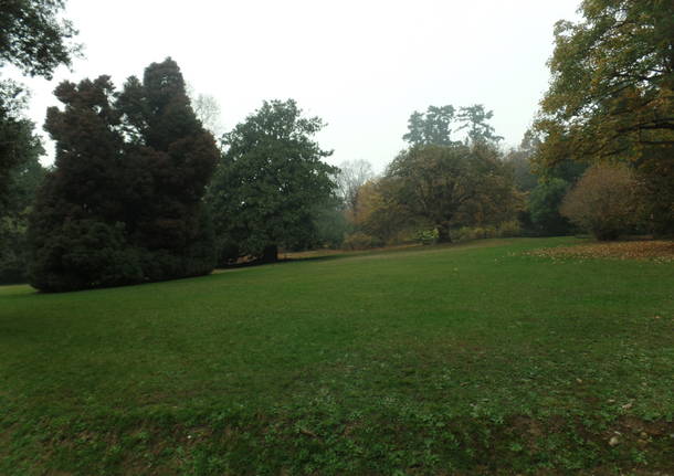 L’albero dei tulipani