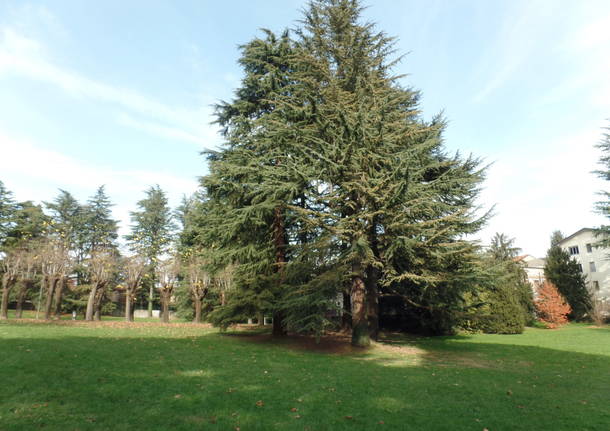 L’albero dei tulipani