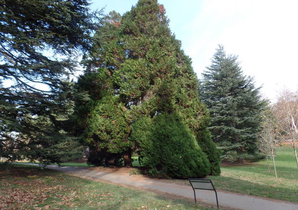 L’albero dei tulipani