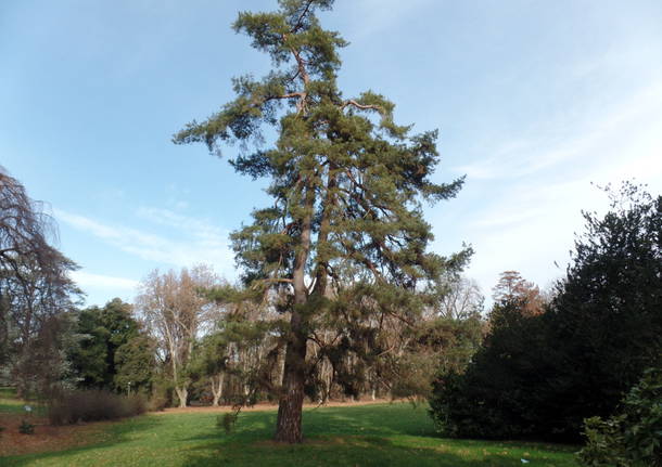 L’albero dei tulipani