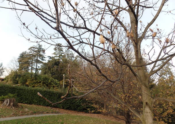 L’albero dei tulipani