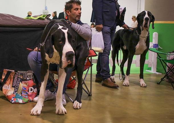 mostra canina 1 novembre 2015 malpensafiere