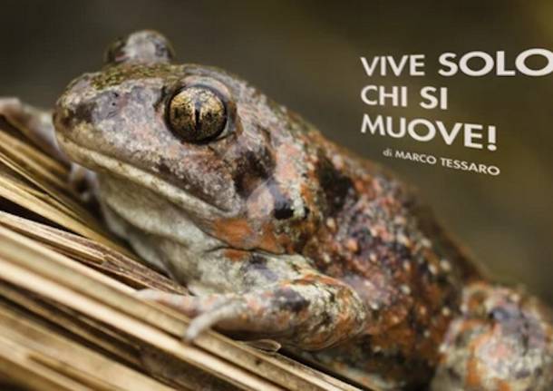 Varie