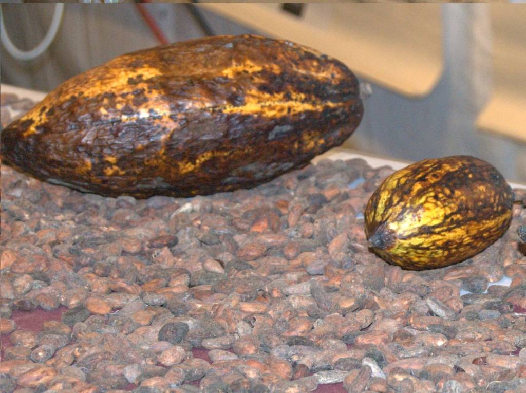 bareggio cioccolato 10 dicembre