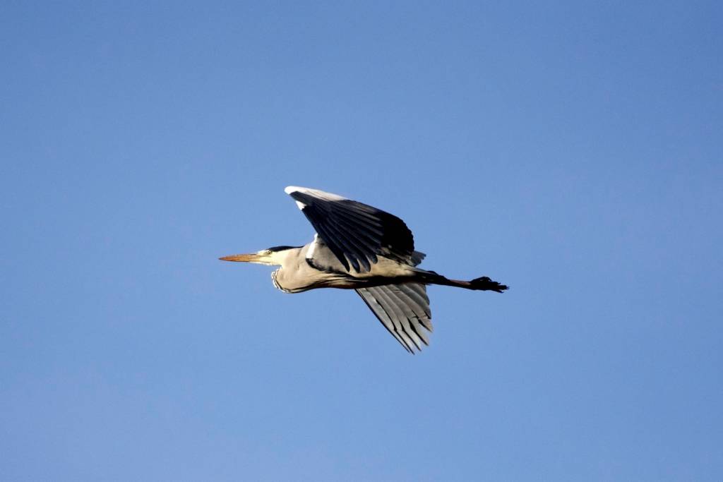 FAUNA LACUSTRE