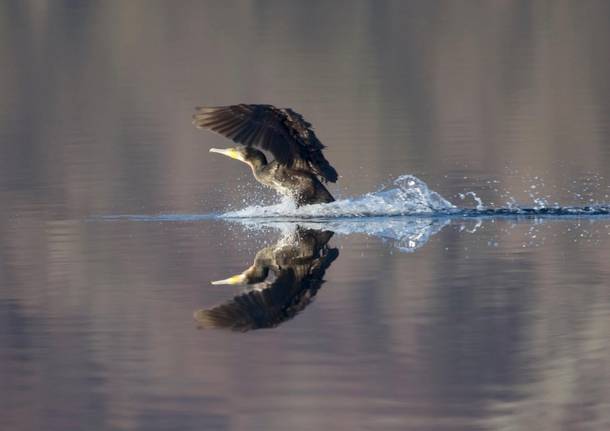 Cormorano allo specchio