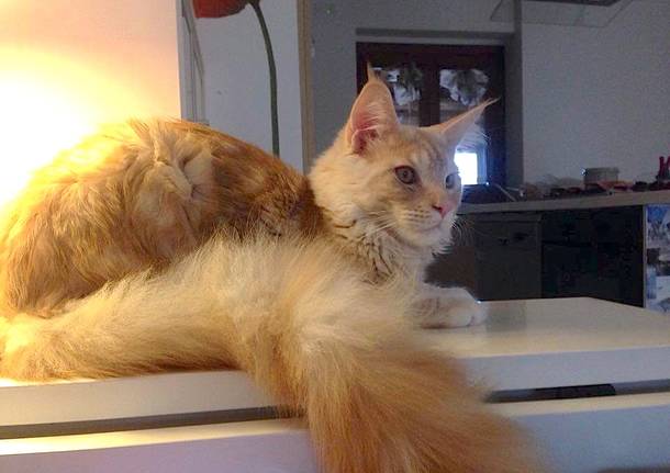 gatto aldo vedano olona