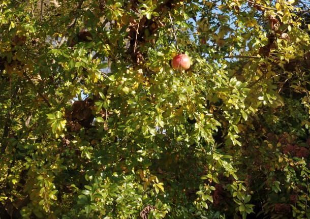 Gli alberi di Villa Ponti