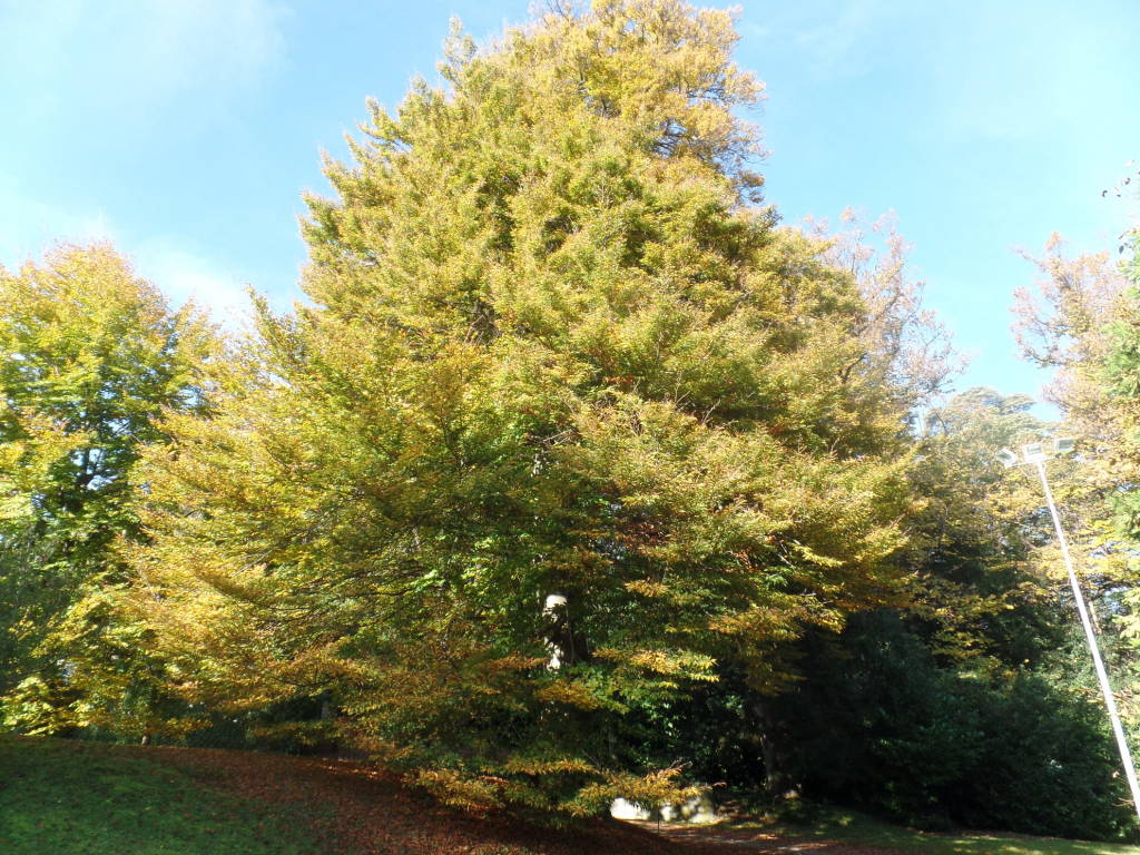 Gli alberi di Villa Ponti