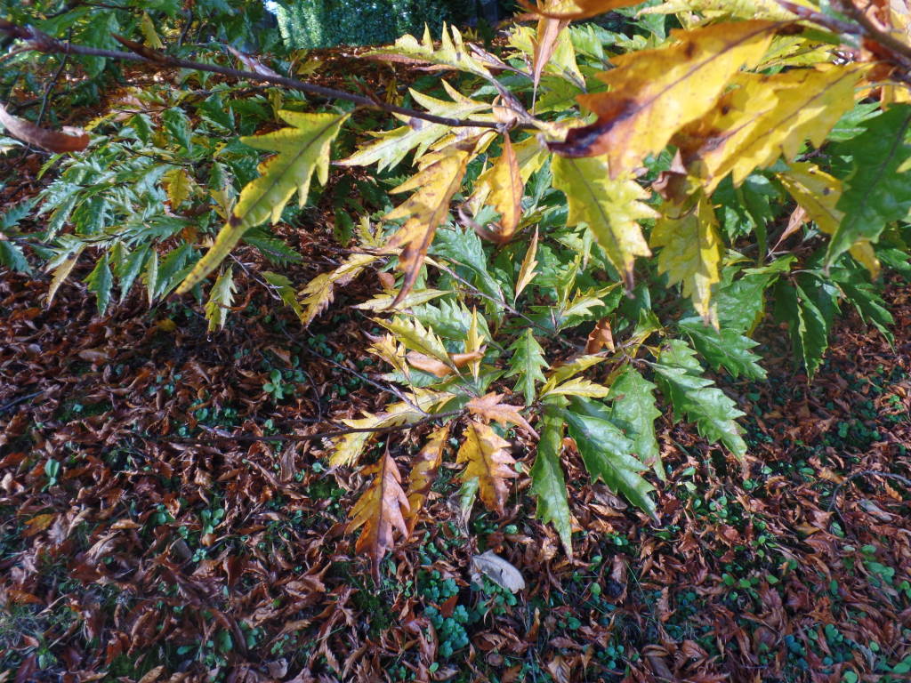 Gli alberi di Villa Ponti