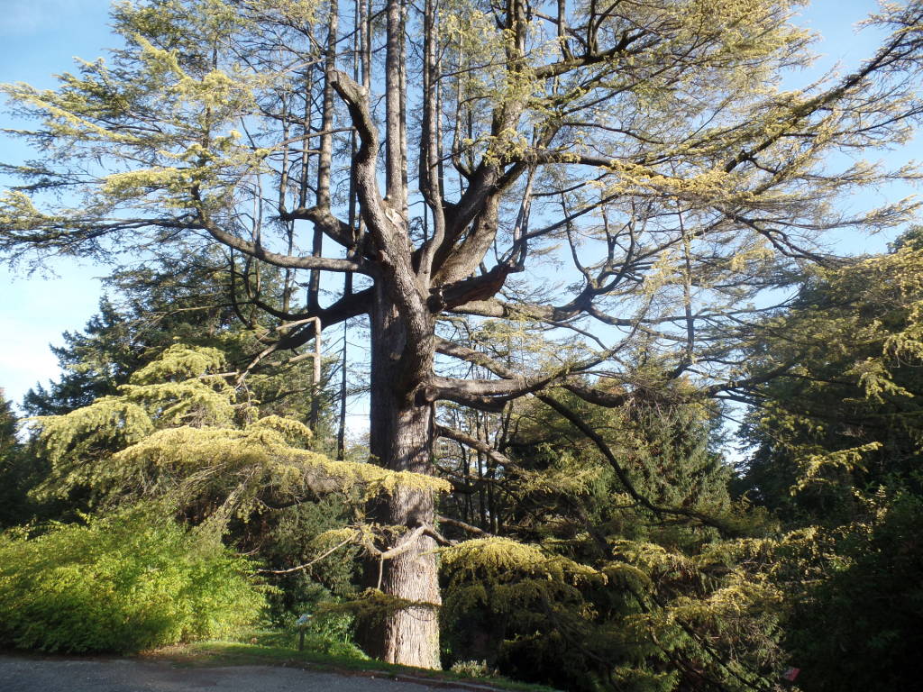 Gli alberi di Villa Ponti