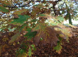 Gli alberi di Villa Ponti