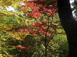 Gli alberi di Villa Ponti