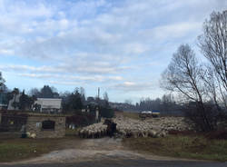 Gregge di pecore alla Schiranna 