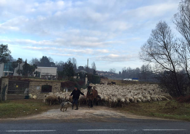 Gregge di pecore alla Schiranna 