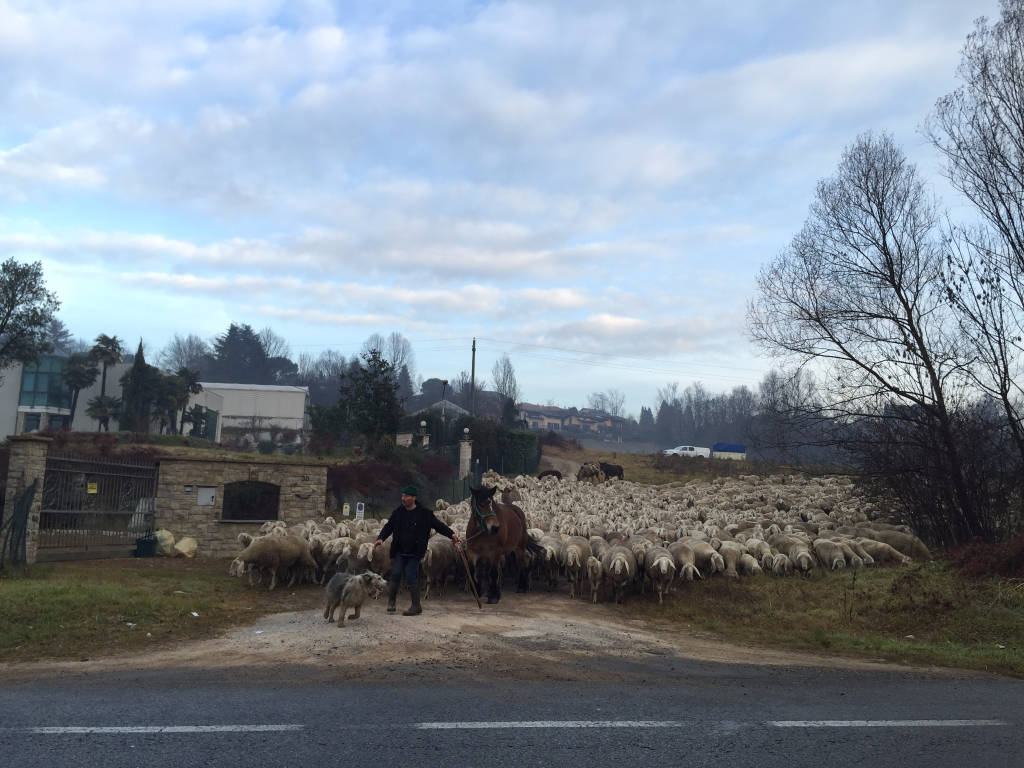 Gregge di pecore alla Schiranna 