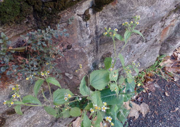 Il capelvenere