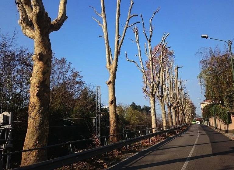 Jerago con Orago: manutenzione straordinaria per i platani di via Milano